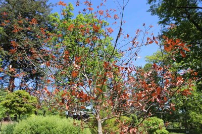 Quercus rhysophylla 'Maya' - dub mexický - koruna stromu jaro